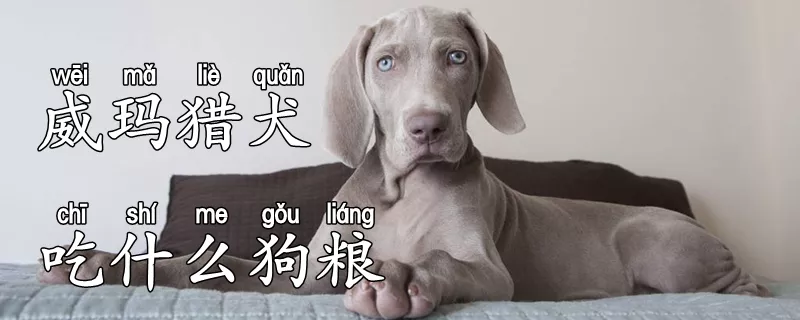 威玛猎犬吃什么狗粮