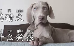 威玛猎犬吃什么狗粮