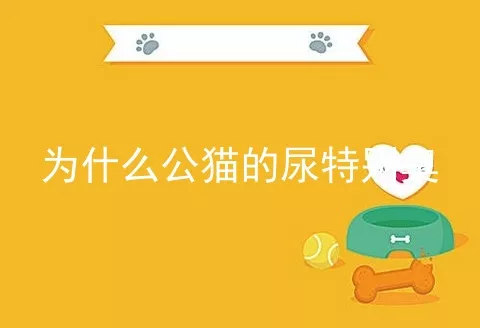 为什么公猫的尿特别臭