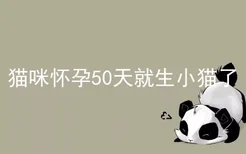 猫咪怀孕50天就生小猫了