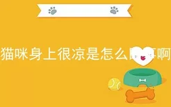 猫咪身上很凉是怎么回事啊