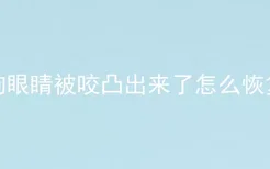 狗眼睛被咬凸出来了怎么恢复