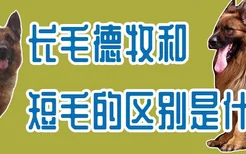 长毛德牧和短毛的区别是什么