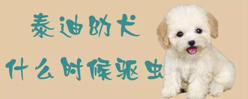 泰迪幼犬什么时候驱虫1