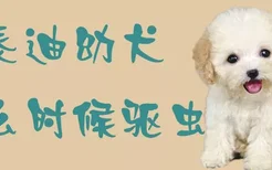 泰迪幼犬什么时候驱虫