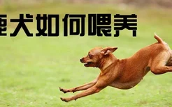 小鹿犬如何喂养