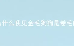 为什么我见金毛狗狗是卷毛的