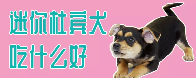 迷你杜宾犬吃什么好