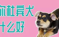 迷你杜宾犬吃什么好