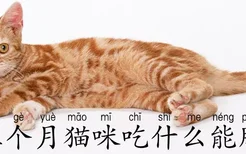 三个月猫咪吃什么能胖