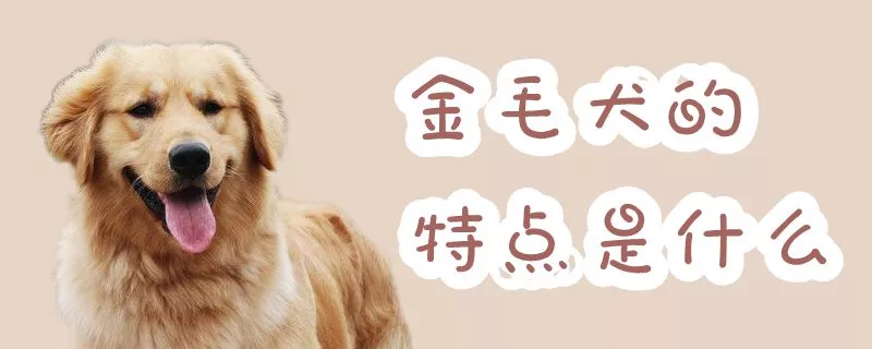 金毛犬的特点是什么