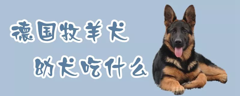 德国牧羊犬幼犬吃什么