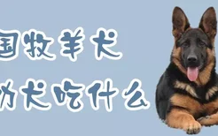 德国牧羊犬幼犬吃什么