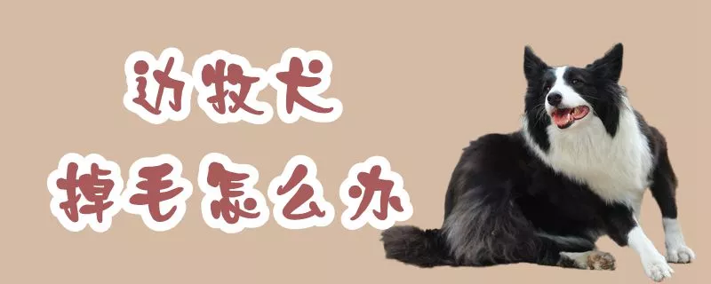 边牧犬掉毛怎么办