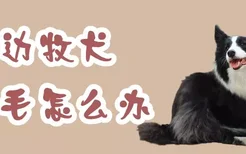 边牧犬掉毛怎么办