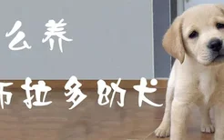 怎么养拉布拉多幼犬