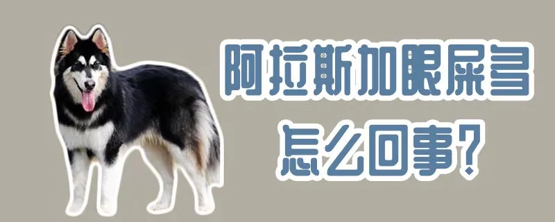 阿拉斯加眼屎多怎么回事