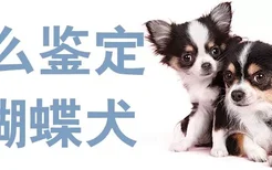 怎么鉴定蝴蝶犬