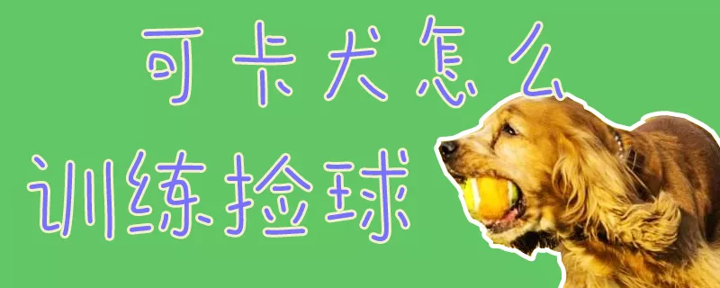 可卡犬怎么训练捡球