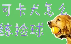 可卡犬怎么训练捡球