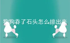 狗狗吞了石头怎么排出来