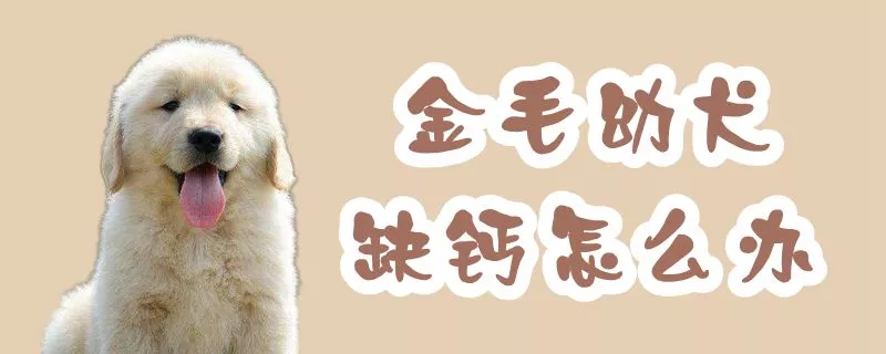 金毛幼犬缺钙怎么办