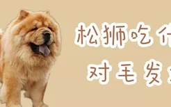 松狮吃什么对毛发好