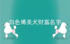 白色博美犬财富名字