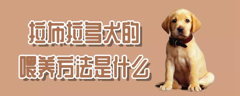 拉布拉多犬的喂养方法是什么