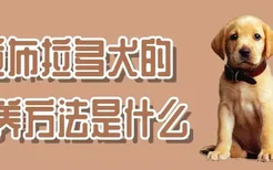 拉布拉多犬的喂养方法是什么