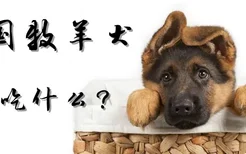 德国牧羊犬不能吃什么