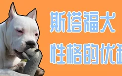 斯塔福犬性格的优缺点