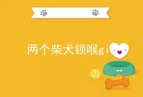 两个柴犬锁喉gif