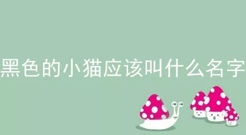 黑色的小猫应该叫什么名字