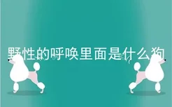 野性的呼唤里面是什么狗