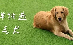 怎样挑选金毛犬