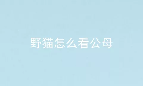 野猫怎么看公母