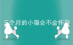 三个月的小猫会不会怀孕