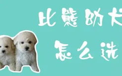 比熊幼犬怎么选择