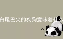 白尾巴尖的狗狗意味着什么