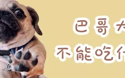 巴哥犬不能吃什么