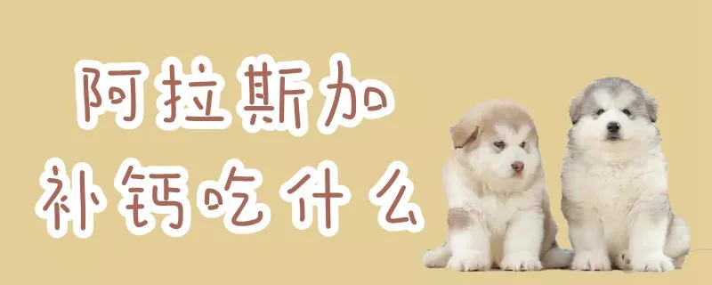 阿拉斯加补钙吃什么