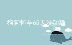 狗狗怀孕65天没动静