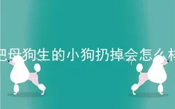 把母狗生的小狗扔掉会怎么样