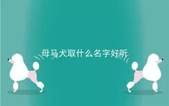 母马犬取什么名字好听