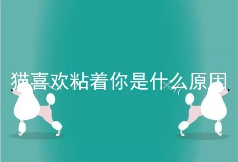 猫喜欢粘着你是什么原因