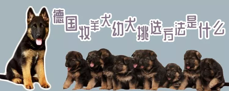 德国牧羊犬幼犬挑选方法是什么