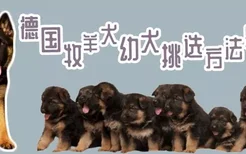 德国牧羊犬幼犬挑选方法是什么