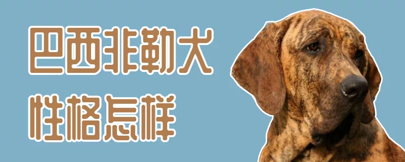 巴西非勒犬性格怎样