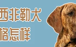 巴西非勒犬性格怎样